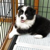 ボーダーコリー