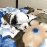 シーズー
