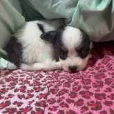 パピヨン
