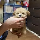 ティーカッププードル
