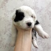 ボーダーコリー