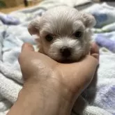 マルチーズ
