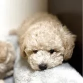 タイニープードル【滋賀県・男の子・2025年8月30日・オレンジフォーン】の写真3