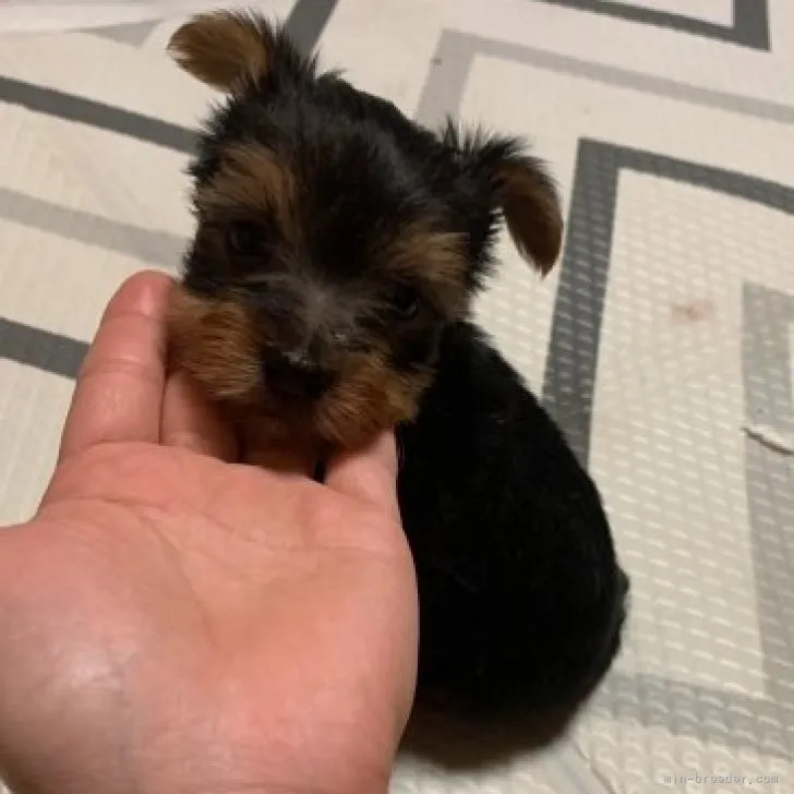 ID：2308-04794の子犬