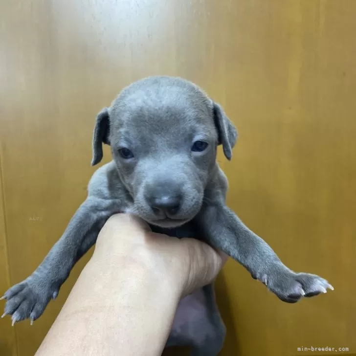 m 様のお迎えした子犬