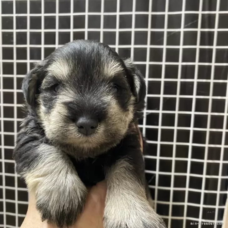 ID:2402-00862の子犬