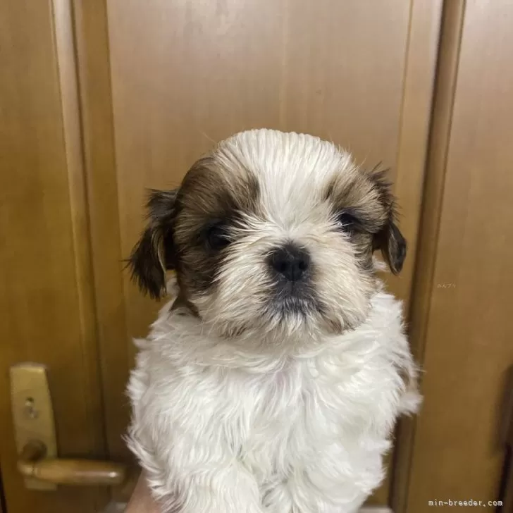 ID：2402-05024の子犬