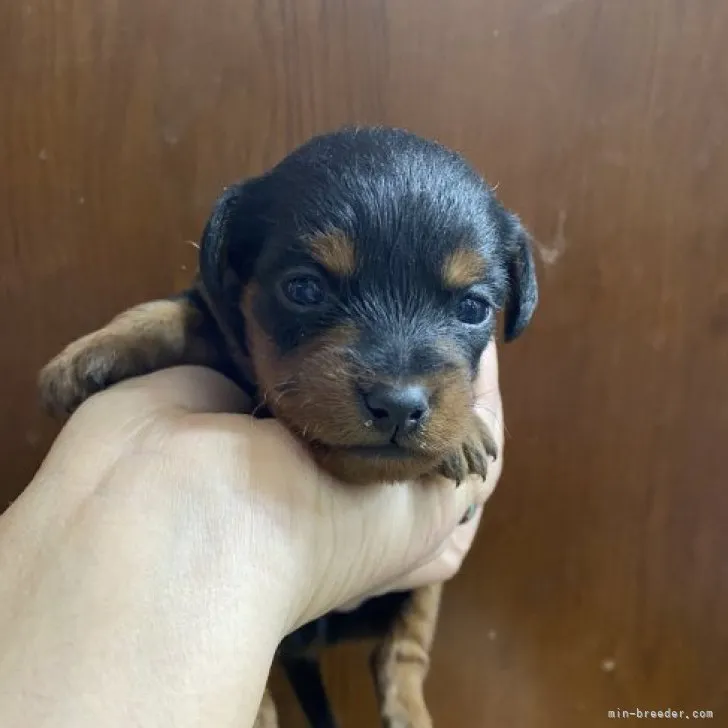 ID：2305-02309の子犬