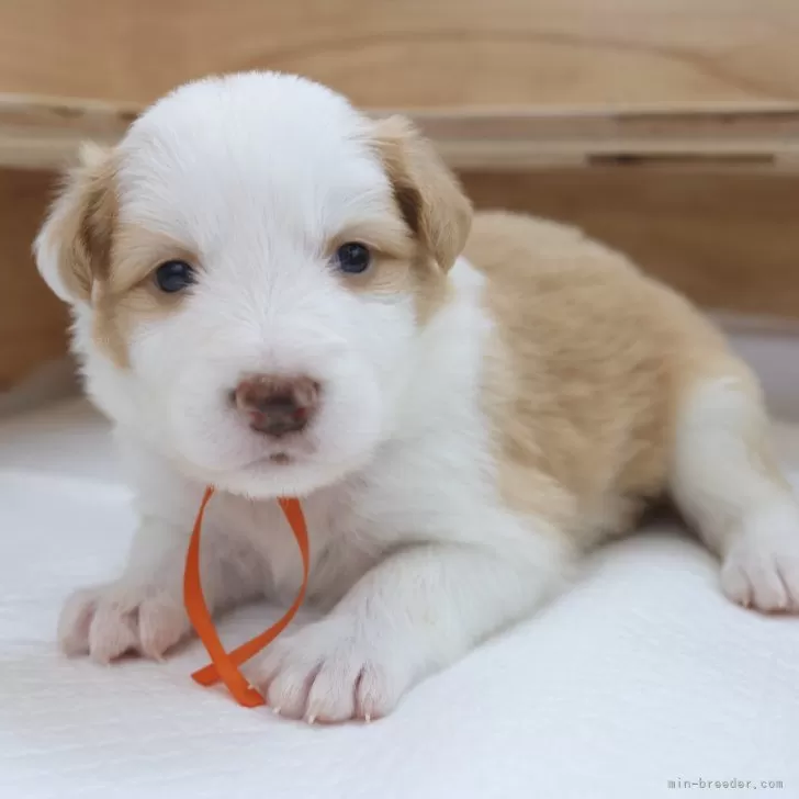 ID:2410-08045の子犬