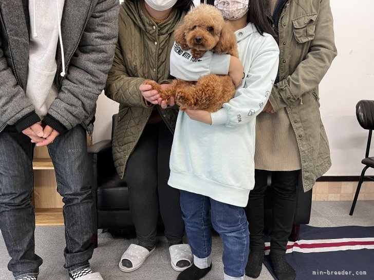 ご家族様お迎えの時の撮影です｜吉川　栄介(よしかわ　えいすけ)ブリーダー(茨城県・トイプードルなど・JKC登録)の紹介写真3