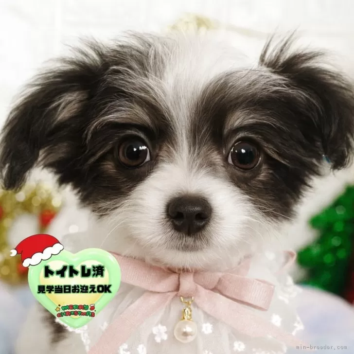 チワマル(マルチーズ×チワワ)【茨城県・男の子・2025年8月12日・ホワイト&amp;ブラック】の写真1「綺麗なシロクロカラーの男の子🧸🩵まずは、オンライン見学いかがでしょうか？🥺🫧」