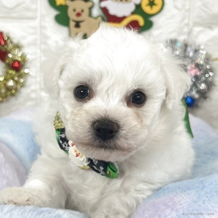 ブリーダー画像