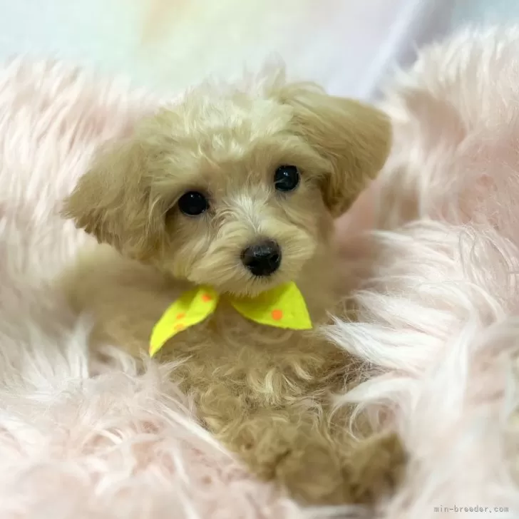 ID:2408-03261の子犬