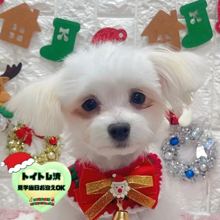 チワマル(マルチーズ×チワワ)【茨城県・男の子・2025年7月7日・ホワイト&amp;ペールフォーン】の写真1「R7.7.7七夕🎋生まれの男の子🐶💜まずは、オンライン見学いかがでしょうか？🧸🩷」