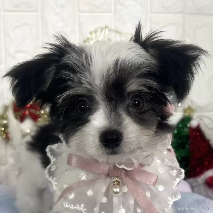 チワマル(マルチーズ×チワワ)【茨城県・男の子・2025年8月12日・ホワイト&amp;ブラック】の写真1「綺麗なシロクロカラーの男の子🧸🩵まずは、オンライン見学いかがでしょうか？🥺🫧」