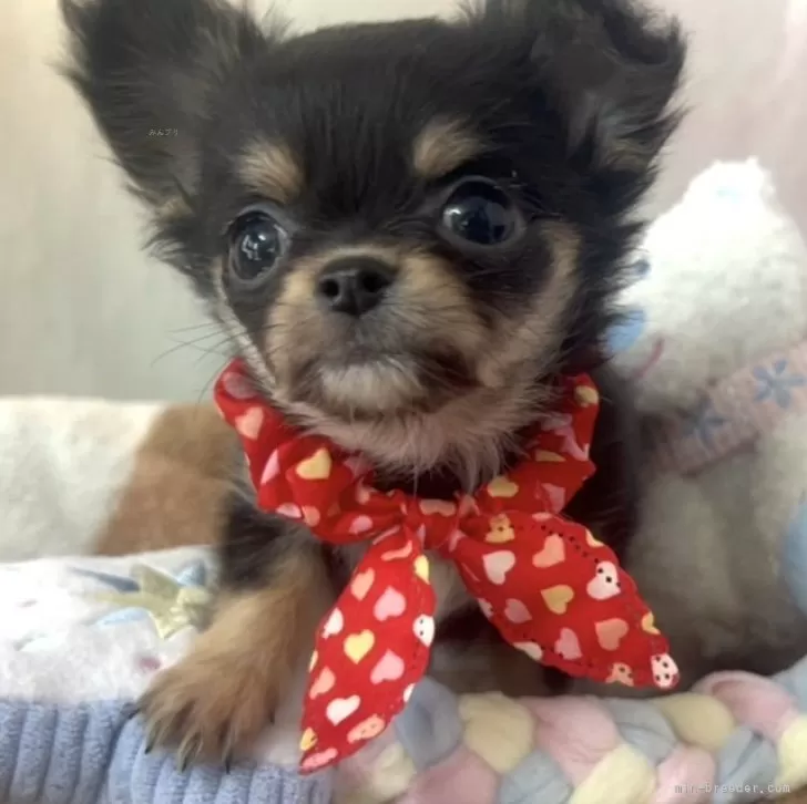 ID：2503-06345の子犬