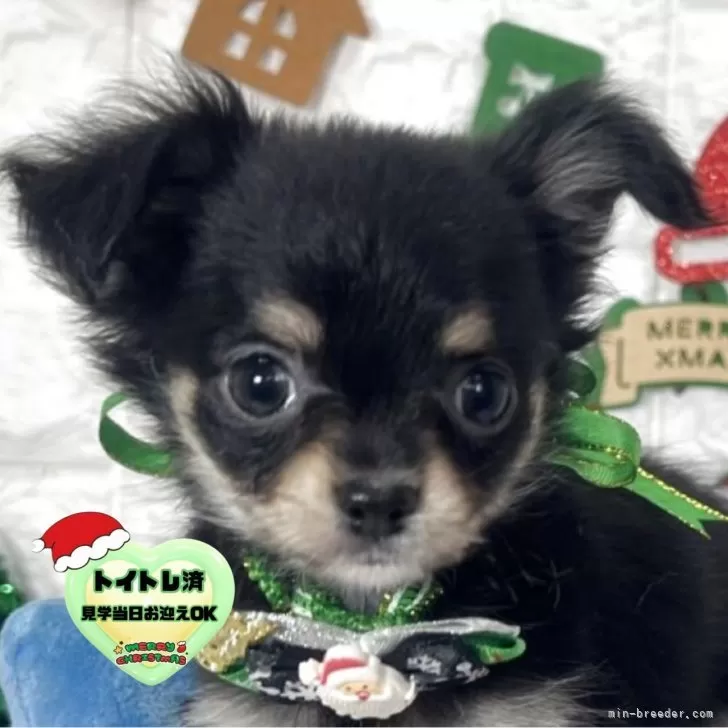 チワワ(ロング)【茨城県・男の子・2025年9月18日・ブラック&amp;タン】の写真1「ブラック＆タンのイケメンチワワ君になる予感🥹🩵🤍オンライン見学可能です🐥⭐️」