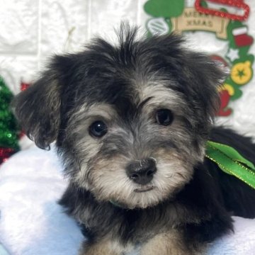 ミックス(ビションフリーゼ×ヨークシャーテリア)【茨城県・男の子・2025年9月19日・ブラック&タン】の写真「綺麗なカラーのビションヨーキーの男の子です🐥🩵」