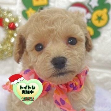 ビションプー(ビションフリーゼ×トイプードル)【茨城県・女の子・2025年10月18日・ミルクティー】の写真「小さめサイズ予想のビションプーの女の子🧸🩷❤️」