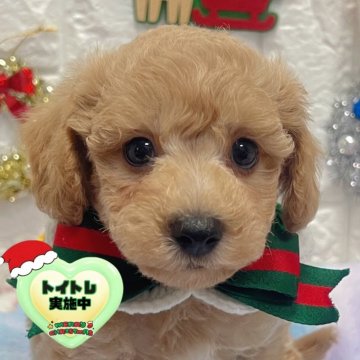 ビションプー(ビションフリーゼ×トイプードル)【茨城県・男の子・2025年10月18日・ミルクティー】の写真「小さめサイズ予想ミルクティ色のビションプー🧸🩵」