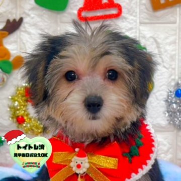 ミックス(ビションフリーゼ×ヨークシャーテリア)【茨城県・女の子・2025年9月19日・ブラック&タン】の写真「クリスマス特別価格🧸🎄美人ちゃんです🐣❤️」