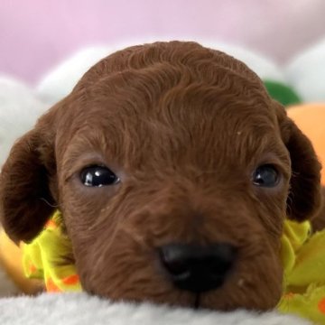 トイプードル(トイ)【茨城県・男の子・2025年2月28日・レッド】の写真「おめめクリクリのイケメンボーイ🐶🩵」