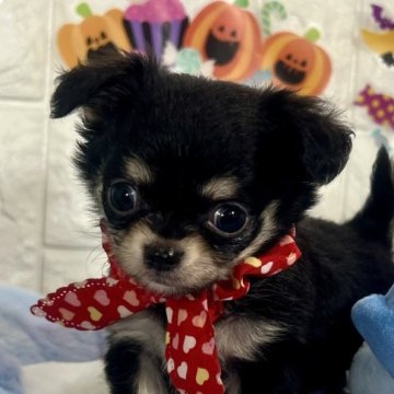 チワワ(ロング)【茨城県・男の子・2025年9月18日・ブラック&タン】の写真「おめめきゅるきゅるなブラック＆タンの男の子🧸🩵」