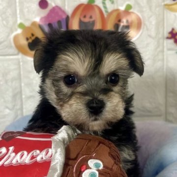 ミックス(ビションフリーゼ×ヨークシャーテリア)【茨城県・女の子・2025年9月19日・ブラック&タン】の写真「ビションヨーキーの可愛い女の子です🧸⭐️🌟」