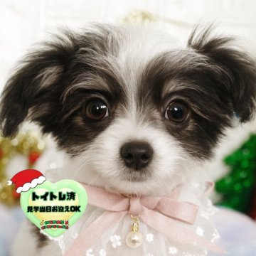 チワマル(マルチーズ×チワワ)【茨城県・男の子・2025年8月12日・ホワイト&ブラック】の写真「綺麗なシロクロカラーの男の子です🧸🫧」
