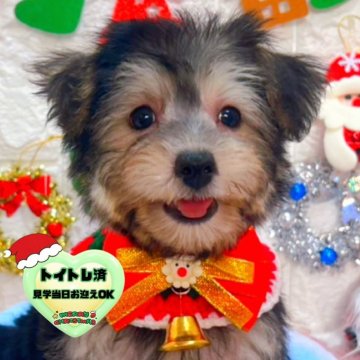 ミックス(ビションフリーゼ×ヨークシャーテリア)【茨城県・男の子・2025年9月19日・ブラック&タン】の写真「クリスマス特別価格🧸🎄イケメン君です🐣💜」