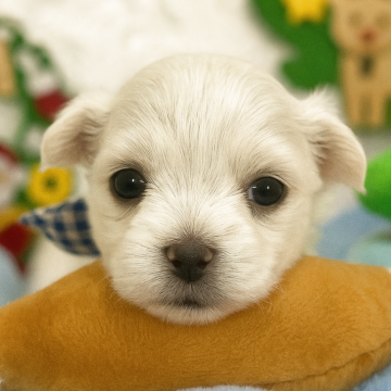 マルチーズ【茨城県・男の子・2025年10月17日・ホワイト】の写真「レモンタンあり🍋イケメン君爆誕です🐣⭐️」