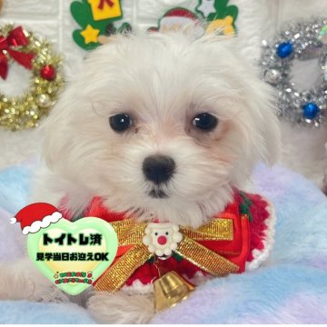 マルチーズ【茨城県・女の子・2025年9月18日・ホワイト】の写真「大きいおめめがチャームポイントの女の子🧸🩷🤍」