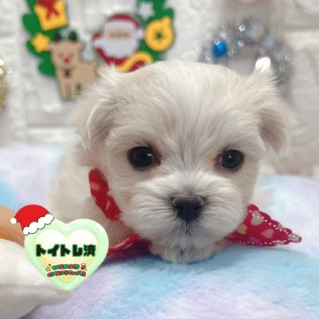 マルチーズ【茨城県・男の子・2025年10月17日・ホワイト】の写真「レモンタンあり🍋小さめサイズ予想の男の子🧸🩵」