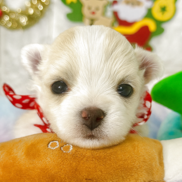 マルチーズ【茨城県・男の子・2025年10月17日・ホワイト】の写真「レモンタンあり🍋小さめサイズ予想の男の子🧸🩵」