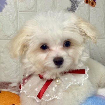 チワマル(マルチーズ×チワワ)【茨城県・男の子・2025年7月7日・ホワイト&ペールフォーン】の写真「R7.7.7七夕🎋生まれのチワマル君🐶💕」