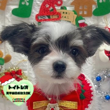 チワマル(マルチーズ×チワワ)【茨城県・男の子・2025年8月12日・ホワイト&ブラック】の写真「綺麗なシロクロカラーの男の子です🧸🫧」