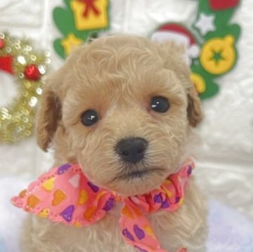 ビションプー(ビションフリーゼ×トイプードル)【茨城県・女の子・2025年10月18日・ミルクティー】の写真「小さめサイズ予想のビションプーの女の子🧸🩷」