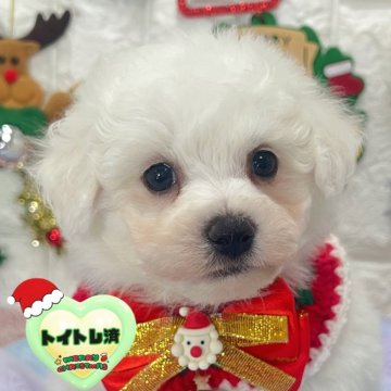 ビションフリーゼ【茨城県・男の子・2025年10月12日・ホワイト】の写真「とてもイケメンなビションくん🧸🩵」