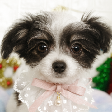 チワマル(マルチーズ×チワワ)【茨城県・男の子・2025年8月12日・ホワイト&ブラック】の写真「綺麗なシロクロカラーの男の子です🧸🫧」