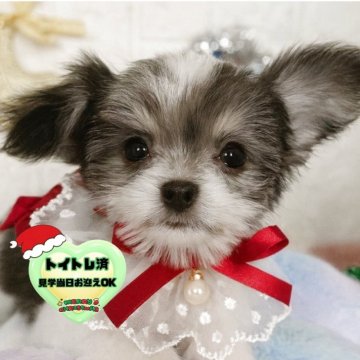 チワマル(マルチーズ×チワワ)【茨城県・男の子・2025年8月12日・ホワイト&ブラック】の写真「綺麗なシロクロカラーの男の子🧸🩵🩷」