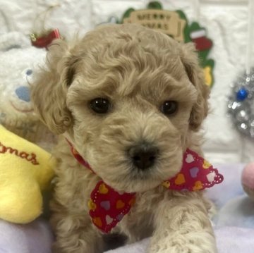 ビションプー(ビションフリーゼ×トイプードル)【茨城県・女の子・2025年10月11日・アプリコット】の写真「1人っこむっちりビションプーガール🧸🩷」