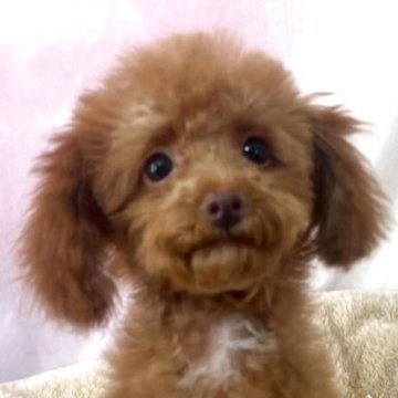 トイプードル(タイニー)【茨城県・男の子・2024年11月18日・レッド】の写真「マイペースなちびちびちゃんです可愛いです」