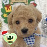 ビションプー(ビションフリーゼ×トイプードル)