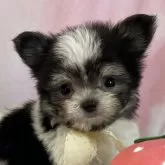 チワマル(マルチーズ×チワワ)【茨城県・男の子・2025年8月12日・ホワイト&ブラック】の写真1「綺麗なシロクロカラーの男の子🧸🩵まずは、オンライン見学いかがでしょうか?🐶🫧」