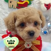 ビションプー(ビションフリーゼ×トイプードル)