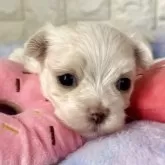 マルチーズ