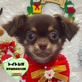 チワワ(ロング)