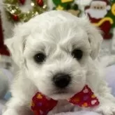 ビションフリーゼ【茨城県・女の子・2025年10月12日・ホワイト】の写真1「786g  とても美人な女の子🐻‍❄️🩷成長が楽しみです🤍🤍オンライン見学可能です🐣⭐️」