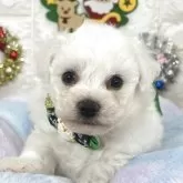 ビションフリーゼ【茨城県・男の子・2025年10月12日・ホワイト】の写真1「ウルウルおめめがチャームポイント男子😋⭐️オンライン見学可能です🐣🩷🩵」