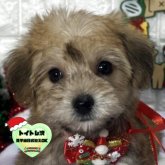 ミックス(ビションフリーゼ×ヨークシャーテリア)